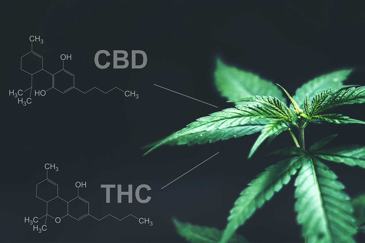 Cbd vs thc