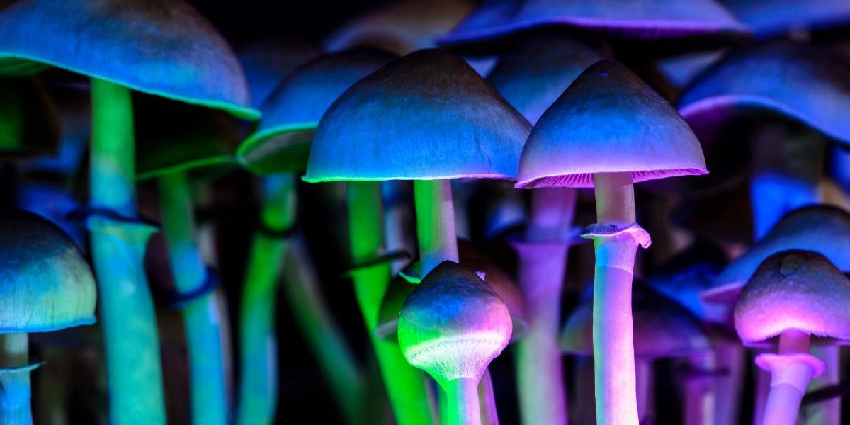 magic mushrooms