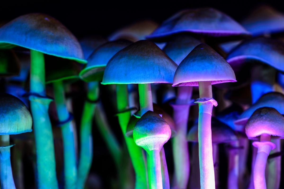 magic mushrooms