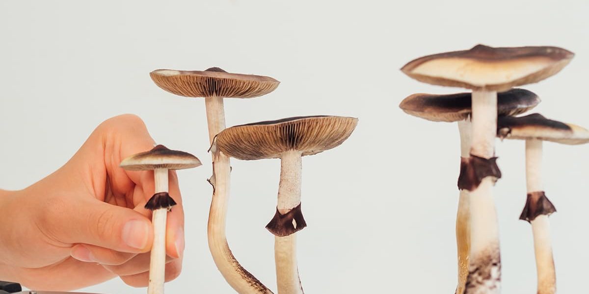 what are magic mushrooms