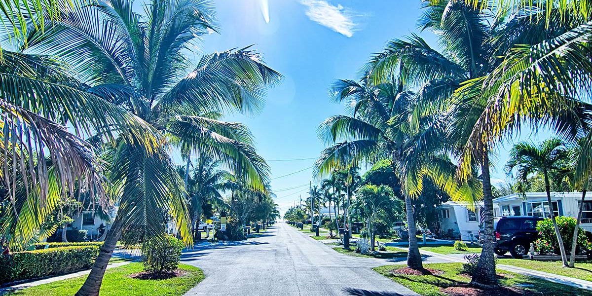 Florida alcohol rehab palm tree lined road