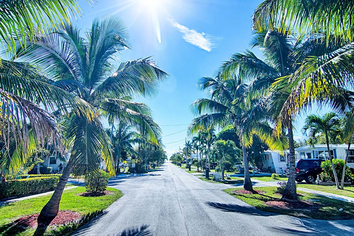 Florida alcohol rehab palm tree lined road